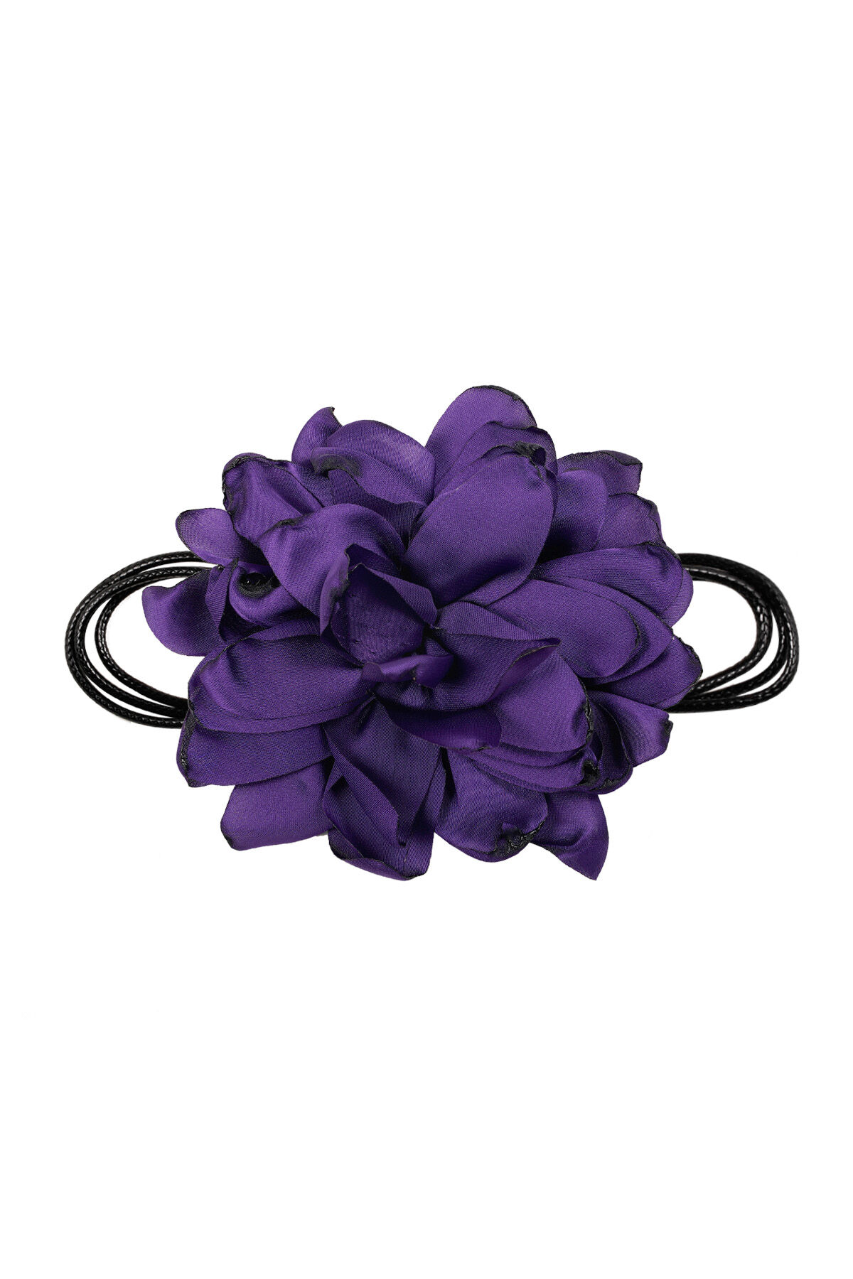 Viola Immagine2