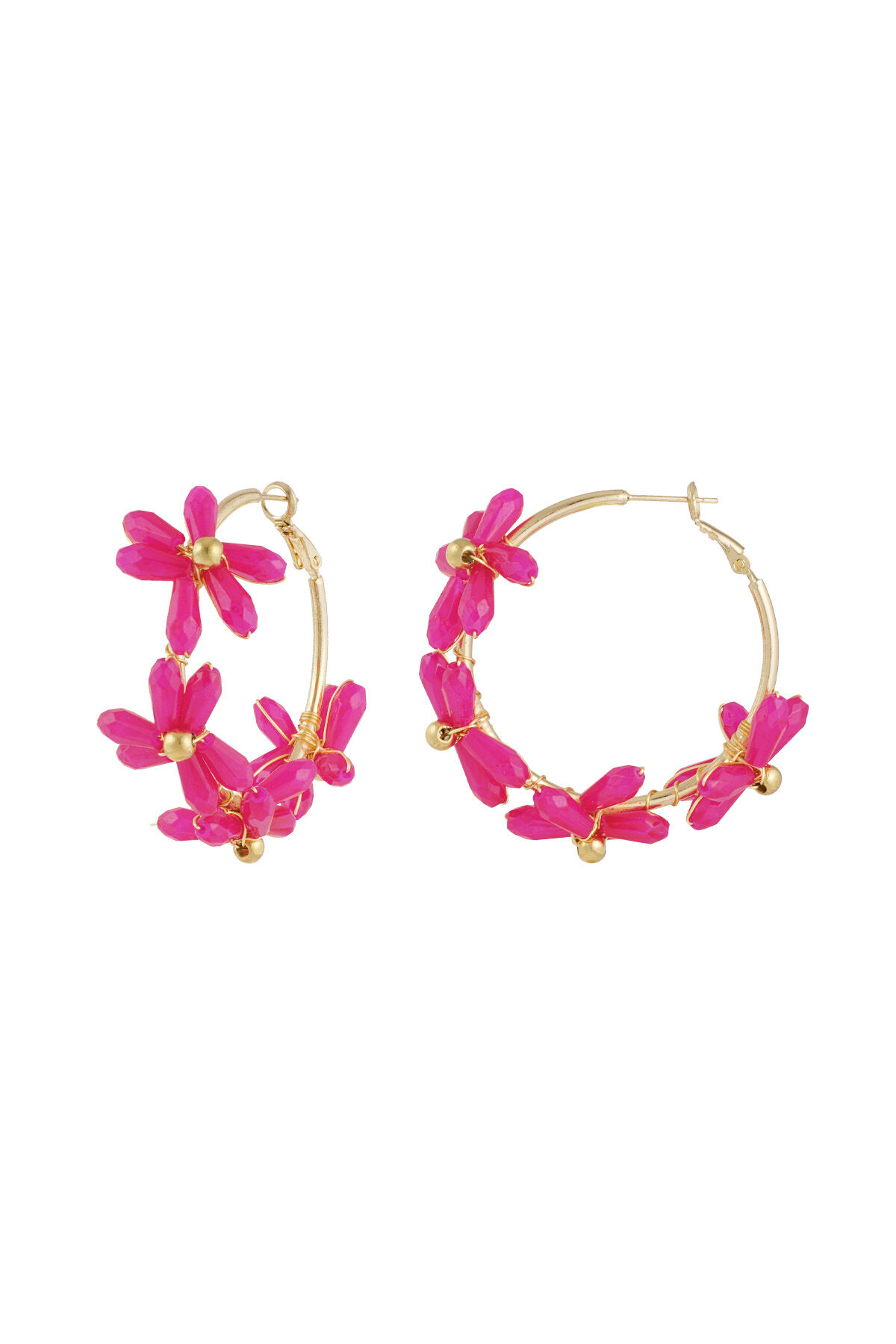 Fuchsia 