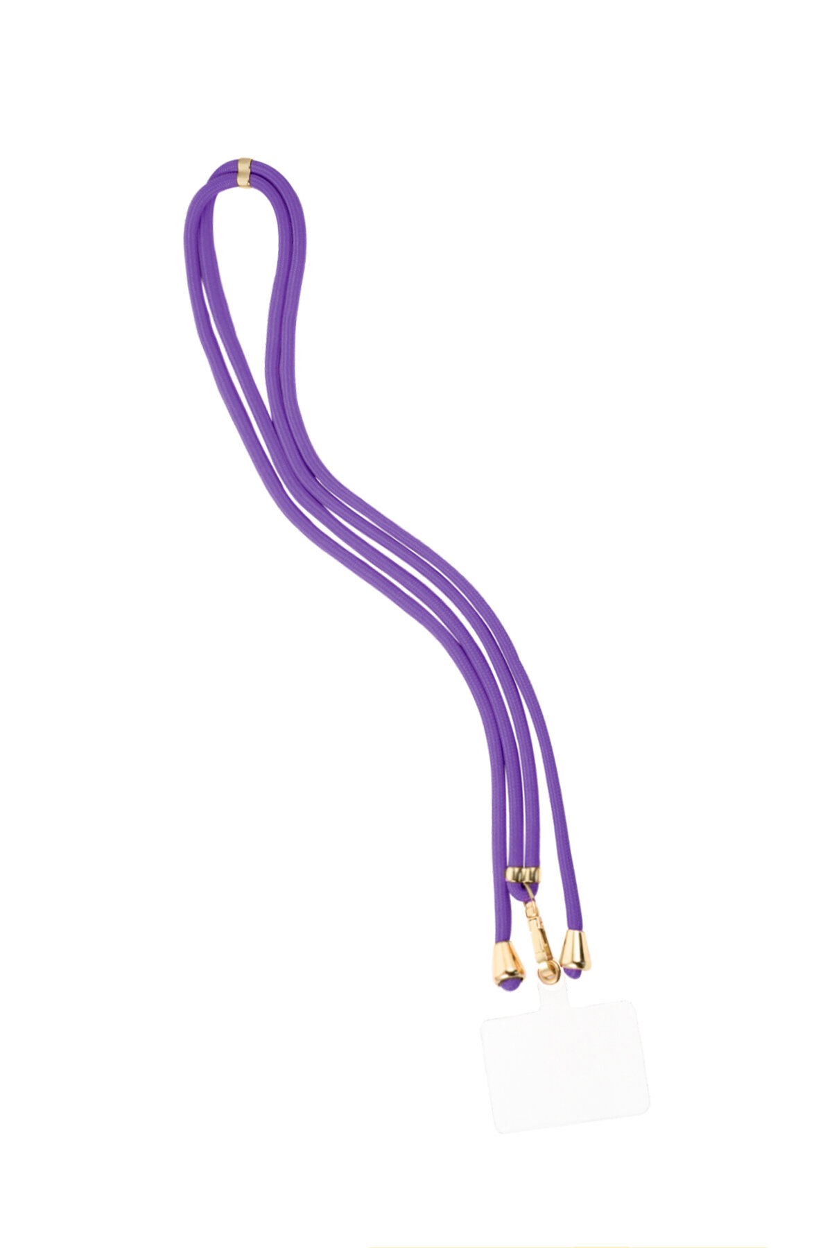 Viola Immagine4