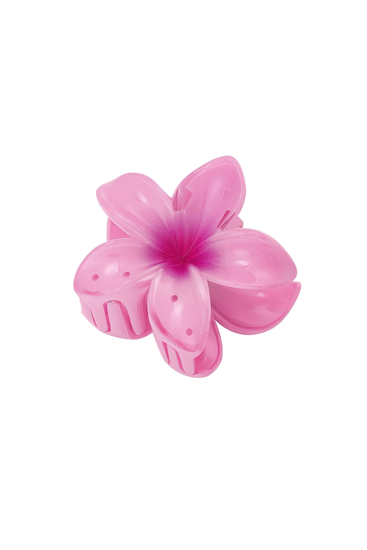 Rosa Immagine9