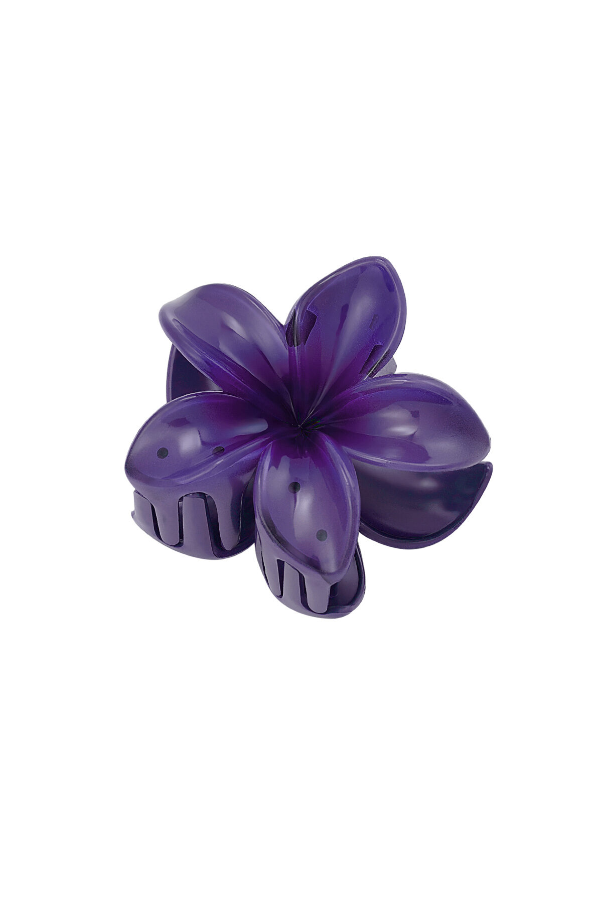 Viola Immagine8