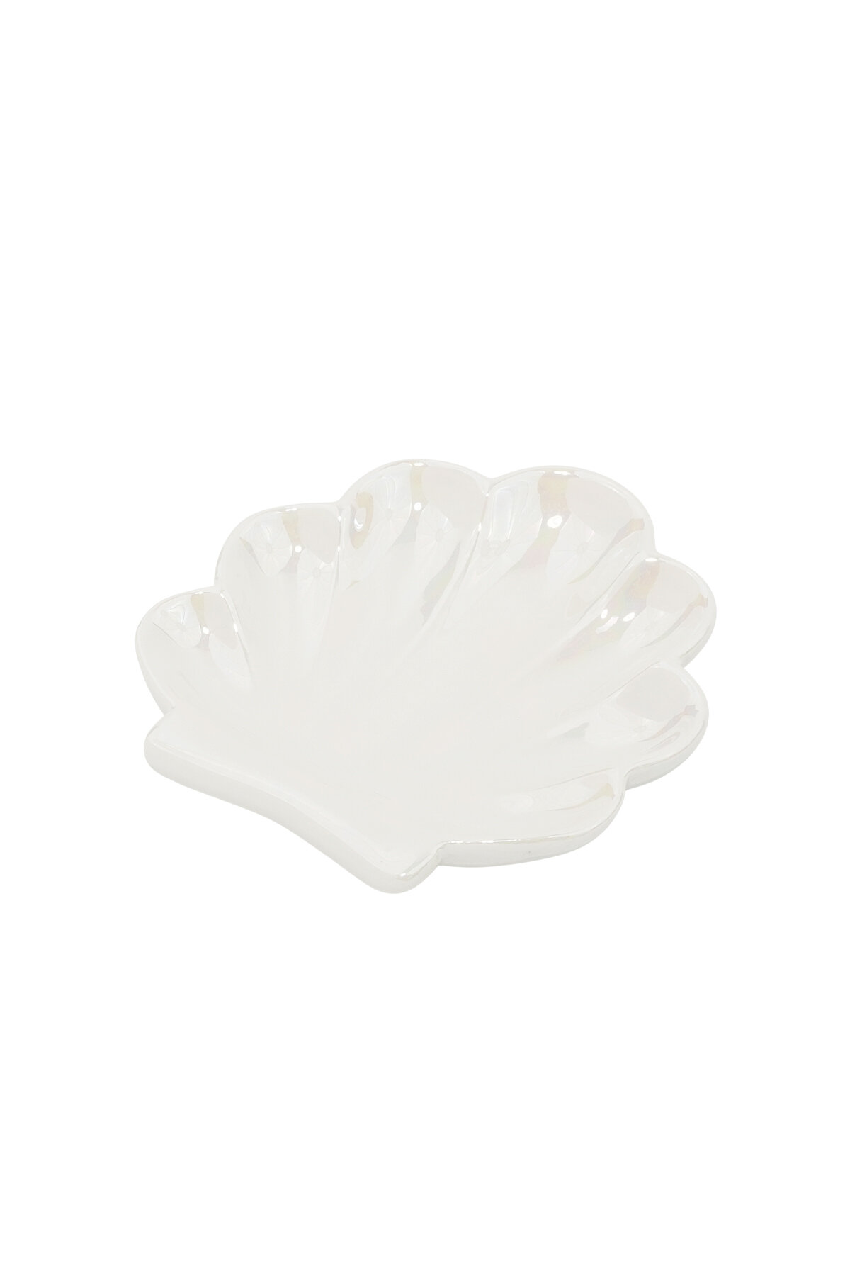 Glass display shell perfection Picture3