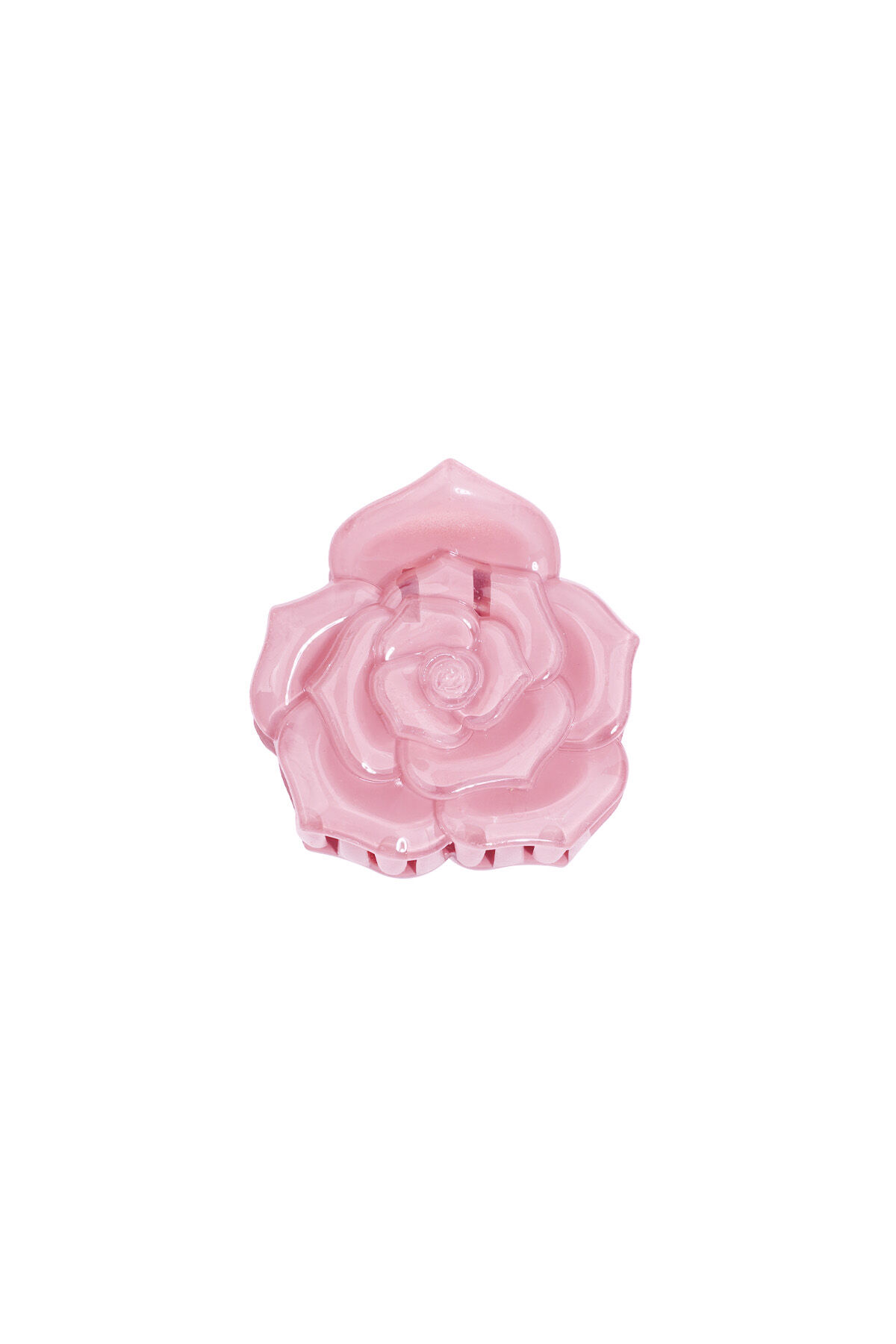 Rosa Immagine2