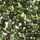 Olive Green/100Piece Picture36