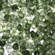 Grass Green/100Piece Picture34