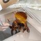 Karamellfarbe Bild2
